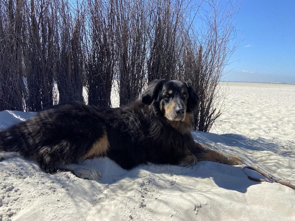 Ferien Im Wangerland Ferienwohnung Leuchtturm Minsen Schillig Hund Pool Sauna Norderaltendeich Εξωτερικό φωτογραφία